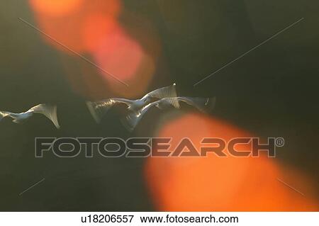 Stock Photo - Swans Flying, Lens Flare. Fotosearch