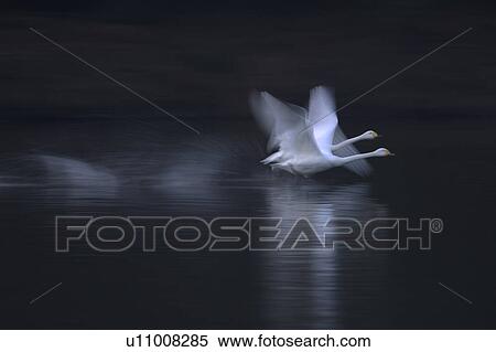 Stock Photography - Swans Taking Off at Lake. Fotosearch