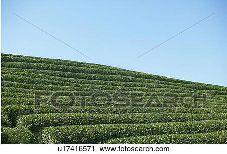Stock Image - Tea Plantation. Fotosearch