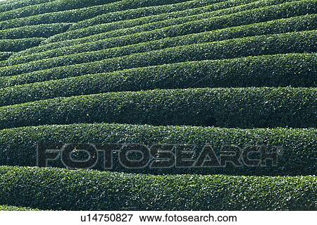 Tea Plantation View Large Photo Image Stock Photo - Tea Plantation. Fotosearch