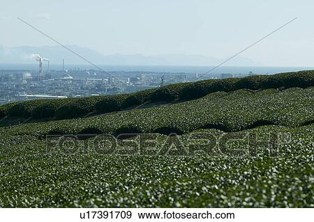 Stock Photo - Tea Plantation. Fotosearch