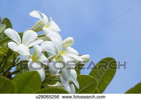 Stock Photograph - Temple Tree Blossoms. Fotosearch