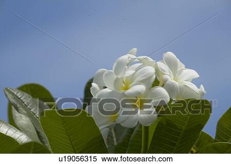 Temple Tree Blossoms View Large Photo Image Stock Photography - Temple Tree Blossoms. Fotosearch