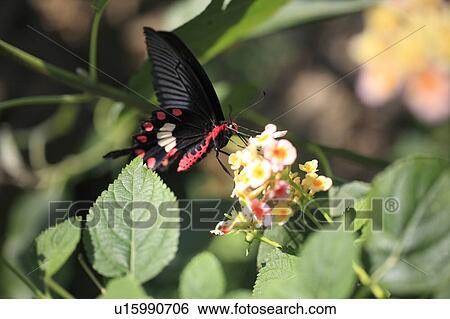 The Lantana flower and Common Rose View Large Photo Image Stock Photograph - The Lantana flower and Common Rose. Fotosearch