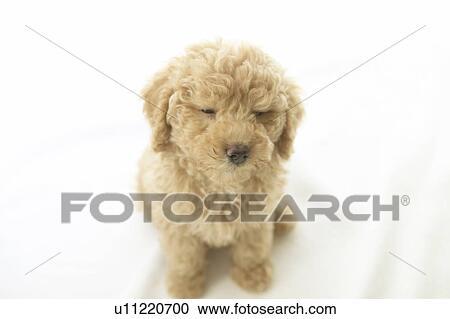 Toy poodle clothing eyes View Large Photo Image Stock Image - Toy poodle clothing eyes. Fotosearch