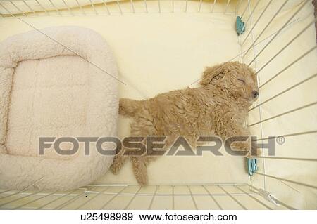 Stock Photo - Toy Poodle Sleeping. Fotosearch
