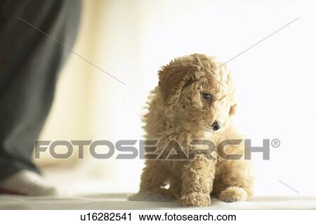 Stock Image - Toy Poodle. Fotosearch