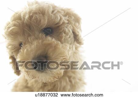 Toy Poodle View Large Photo Image Stock Image - Toy Poodle. Fotosearch