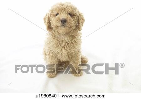 Stock Image - Toy Poodle. Fotosearch