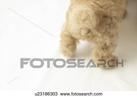 Stock Image - Toy Poodle. Fotosearch