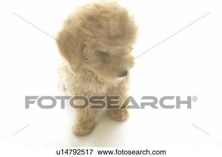 Toy Poodle View Large Photo Image Stock Photo - Toy Poodle. Fotosearch
