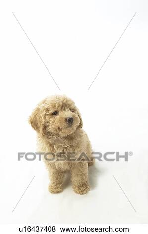Stock Photo - Toy Poodle. Fotosearch