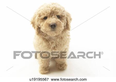 Stock Photo - Toy Poodle. Fotosearch