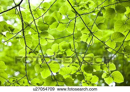 Stock Photo - Tree Branch Leaf Green Close-up Spring. Fotosearch