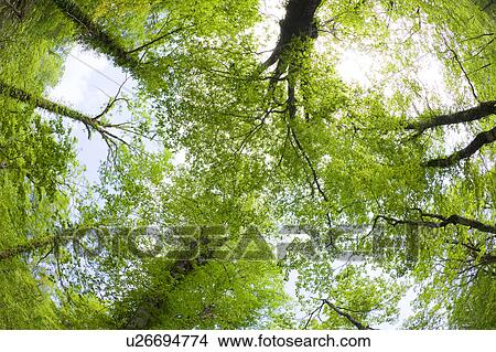 Picture - Tree Forest Medium Group Of Objects Low Angle View. Fotosearch