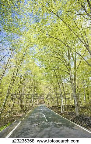 Treelined Country Road View Large Photo Image Stock Photo - Treelined Country Road. Fotosearch