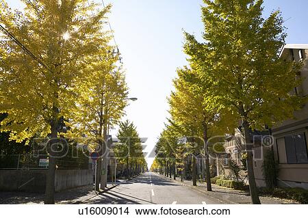 Picture - Treelined Residential Street. Fotosearch