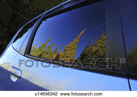 Trees Reflected in Car Window View Large Photo Image Stock Image - Trees Reflected in Car Window. Fotosearch