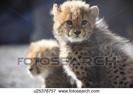 Two Cheetah Cubs View Large Photo Image Stock Photo - Two Cheetah Cubs. Fotosearch