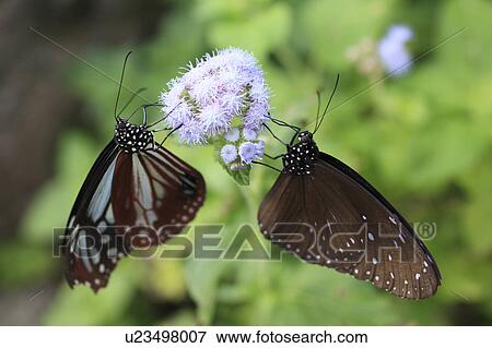Two Chestnut Tiger Butterflies View Large Photo Image Stock Photo - Two Chestnut Tiger Butterflies. Fotosearch