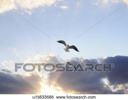 Stock Photography - Two Seagulls Flying in Sky. Fotosearch