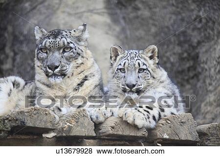 Two Snow Leopards View Large Photo Image Stock Photo - Two Snow Leopards. Fotosearch