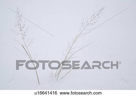 Stock Photograph - Two Stems of Grass in Snow. Fotosearch