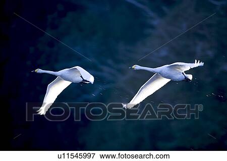 Stock Photo - Two Swans Flying. Fotosearch