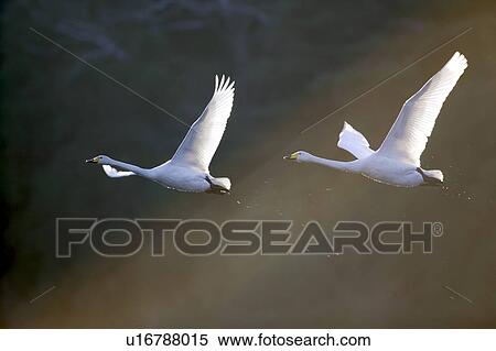 Stock Photography - Two Swans Flying. Fotosearch