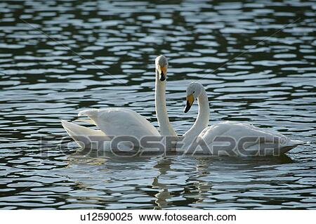 Two Swans in Lake View Large Photo Image Stock Photography - Two Swans in Lake. Fotosearch