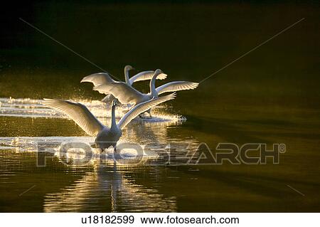 Two Swans Landing in Lake View Large Photo Image Stock Photo - Two Swans Landing in Lake. Fotosearch