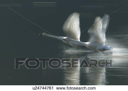 Two Swans Taking Off View Large Photo Image Stock Image - Two Swans Taking Off. Fotosearch