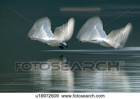 Two Swans Taking Off View Large Photo Image Stock Photo - Two Swans Taking Off. Fotosearch