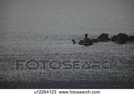 Waterfowls at Sea View Large Photo Image Stock Image - Waterfowls at Sea. Fotosearch