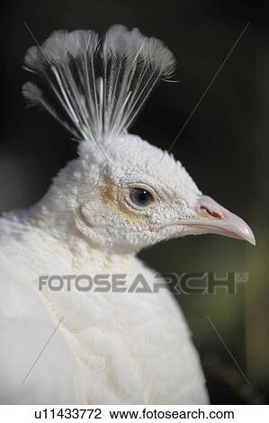 Stock Image - White Peafowl. Fotosearch