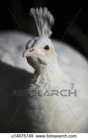 Stock Photo - White Peafowl. Fotosearch
