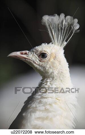 White Peafowl View Large Photo Image Stock Photo - White Peafowl. Fotosearch