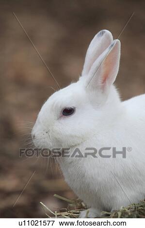 White Rabbit View Large Photo Image Stock Photo - White Rabbit. Fotosearch