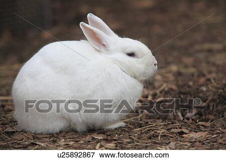 Stock Photo - White Rabbit. Fotosearch