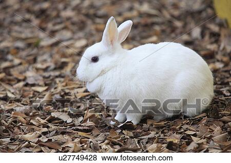 Stock Photo - White Rabbit. Fotosearch
