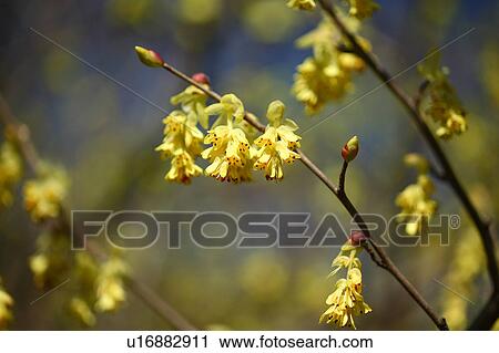 Winter Hazel Flower Head Branch Close-up View Large Photo Image Stock Image - Winter Hazel Flower Head Branch Close-up. Fotosearch