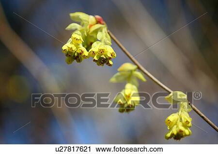 Stock Image - Winter Hazel Flower Head Branch Close-up. Fotosearch