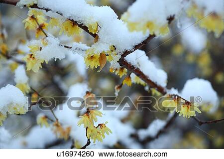 Wintersweet in Snow View Large Photo Image Stock Image - Wintersweet in Snow. Fotosearch