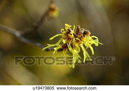 Stock Photography - Witch Hazel Flowers. Fotosearch