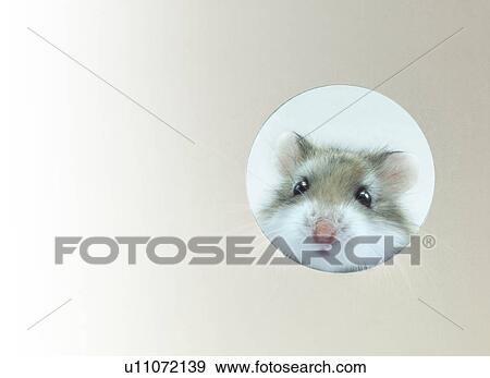 Stock Photo - A hamster. Fotosearch