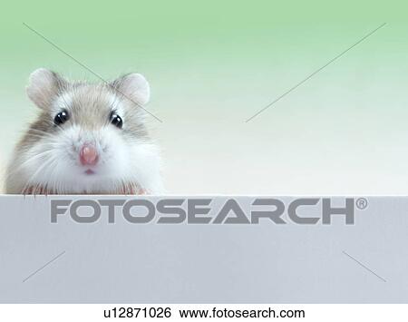Stock Photograph - A hamster. Fotosearch