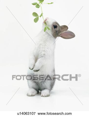 A rabbit eating leaves View Large Photo Image Stock Photo - A rabbit eating leaves. Fotosearch