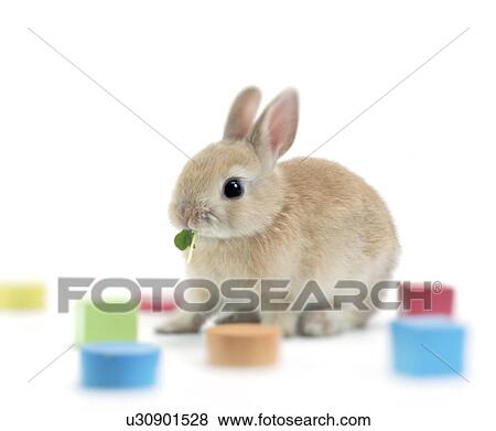 Stock Photo - A rabbit eating leaves. Fotosearch