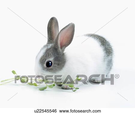 Stock Photograph - A rabbit eating leaves. Fotosearch