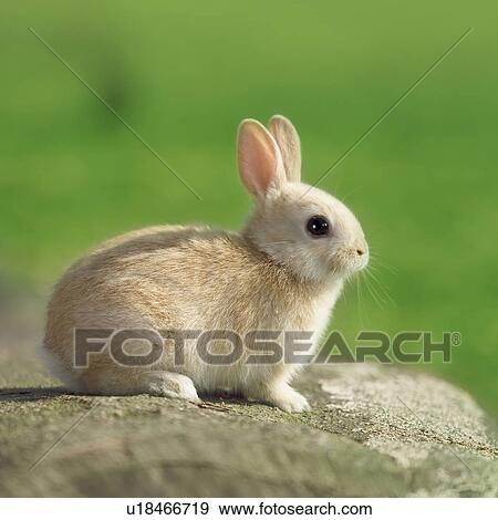 Stock Photo - A rabbit on a log. Fotosearch